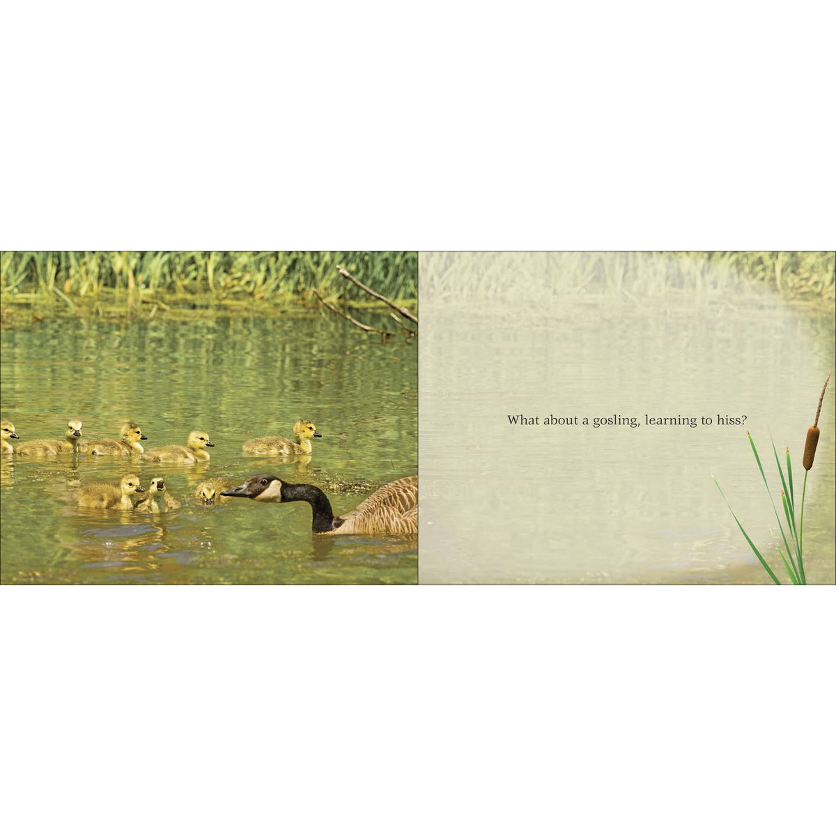 Cutest Critter Children's Book