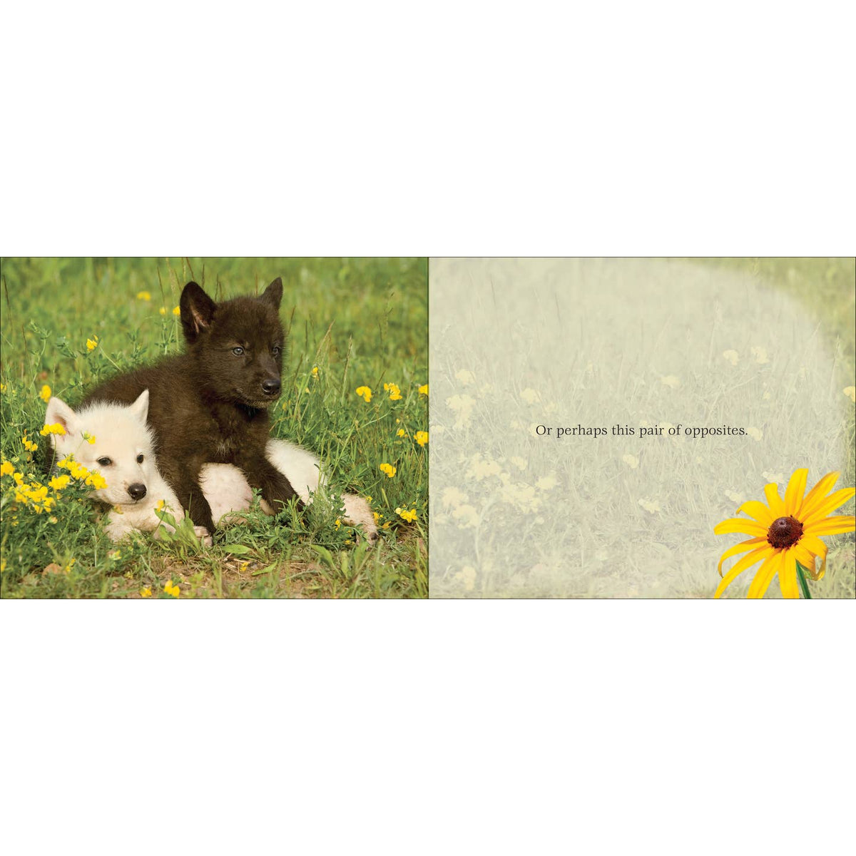 Cutest Critter Children's Book